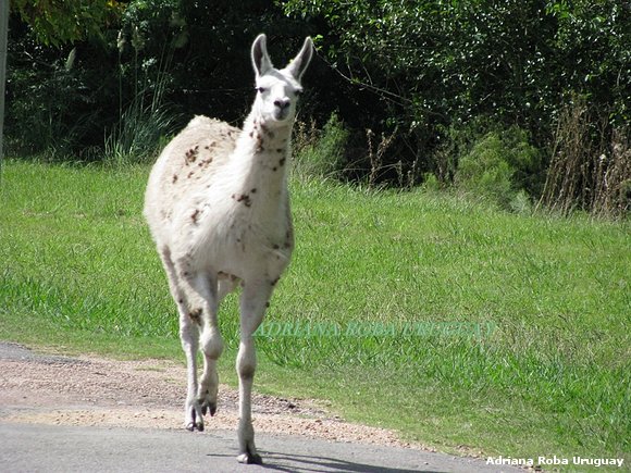 una simpàtica llama