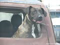 perro cimarr&ograve;n