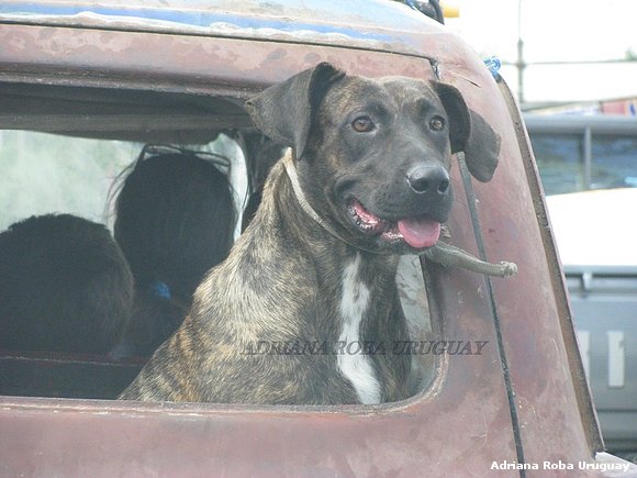 perro cimarròn