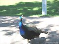PAVO REAL