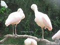 ESAS AMOROSAS VESTIDAS DE ROSA..