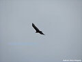 UN AGUILA SOLITARIA