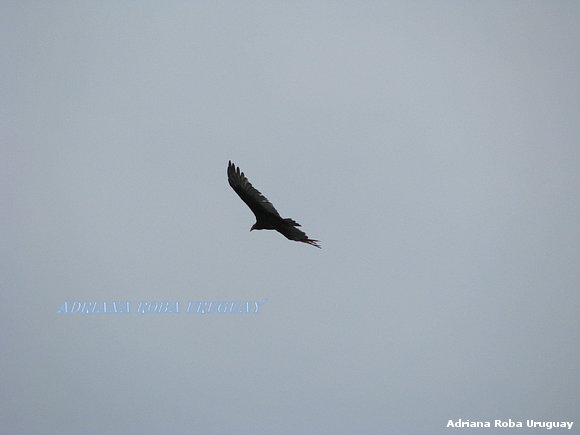 UN AGUILA SOLITARIA