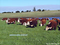 ganado hereford