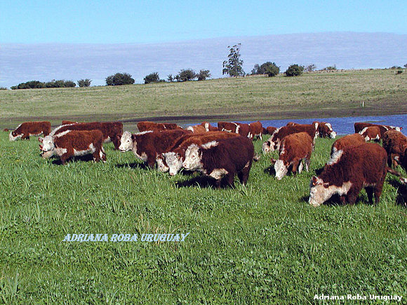 ganado hereford