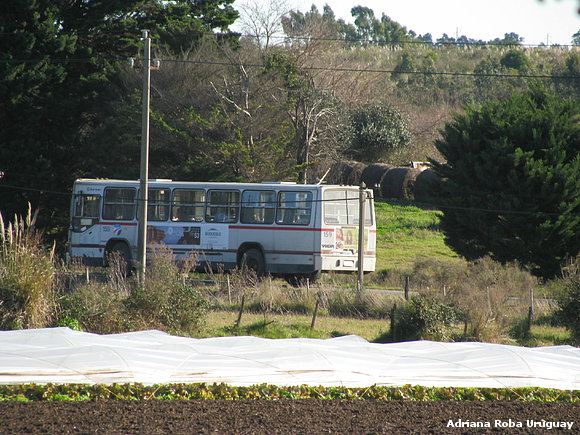 plantacion en tuneles
