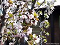 ciruelos en el jard&igrave;n