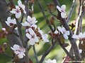 ciruelos en flor