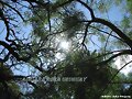 sol sobre las enacahuitas