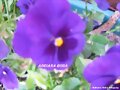 pensamientos violetas
