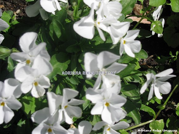 pensamientos blancos