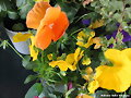 FLORES DE ABRIL