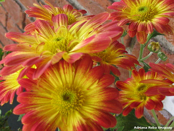 mis flores en el verano.