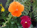 mis flores de abril