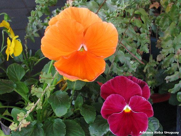 mis flores de abril