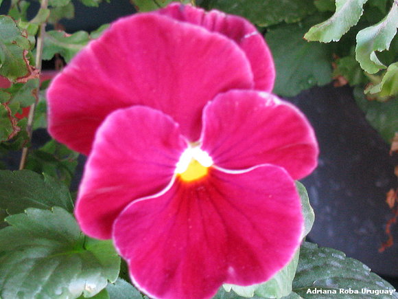 mis flores en el verano.
