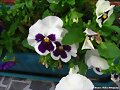 pensamientos blancos y lilas