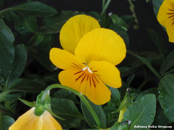 el tiempo de las flores