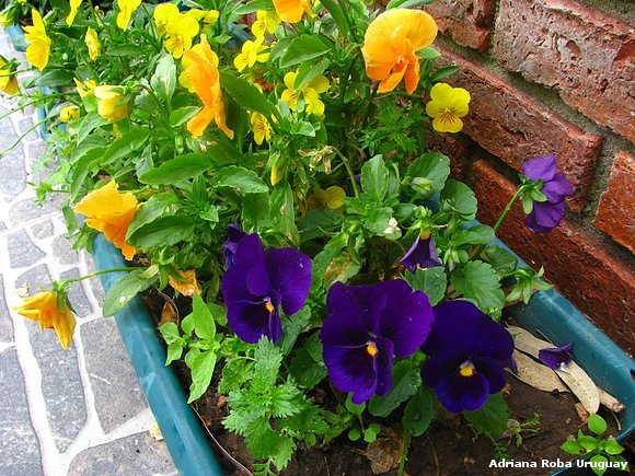 flores en jardinera