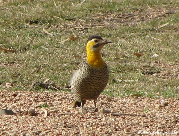 mis pàjaros carpinteros