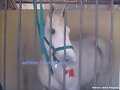 belleza equina