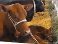vaca con su ternero