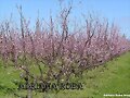 FRUTALES EN FLOR