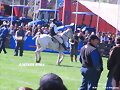 HERMOSO EJEMPLAR EQUINO