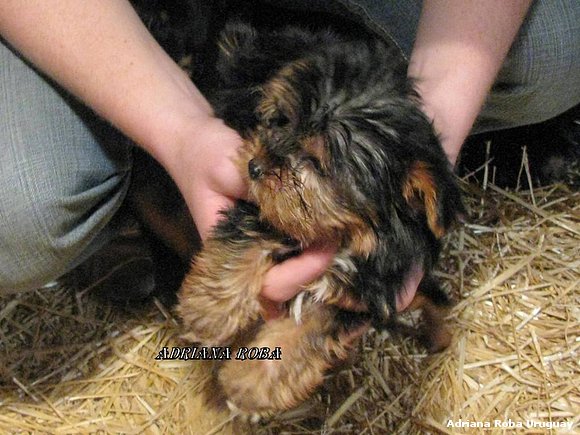 cachorritos a la venta