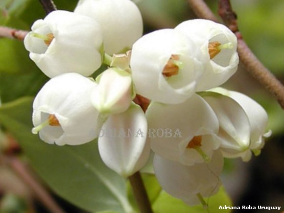 flores que seràn frutos...