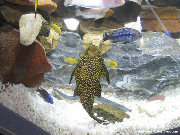 vieja de agua y peces tropicales