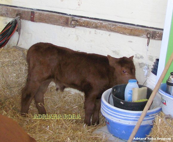 un torito en la rural
