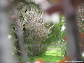 ciruelos en flor