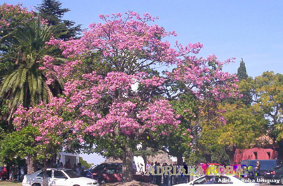 árbol palo borracho en Colonia del Sacramento
