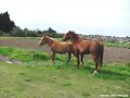 yegua y potrillo