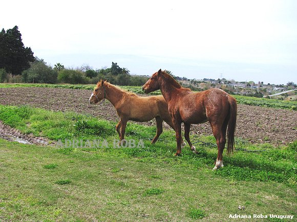 yegua y potrillo