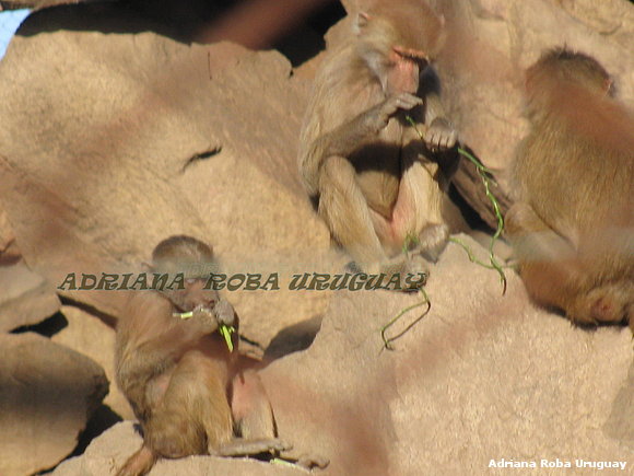 monitos del Parque Lecoq