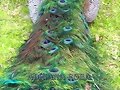 pavo real