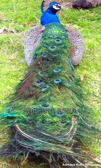 pavo real