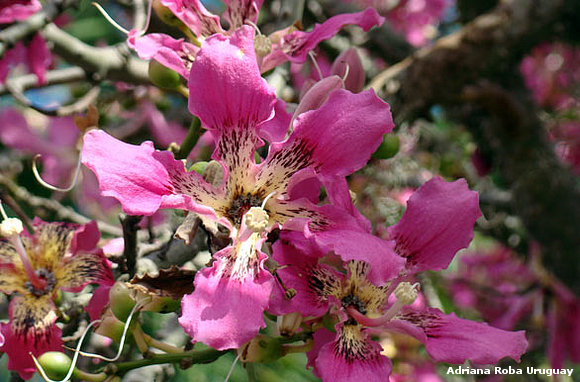 flor del palo borracho