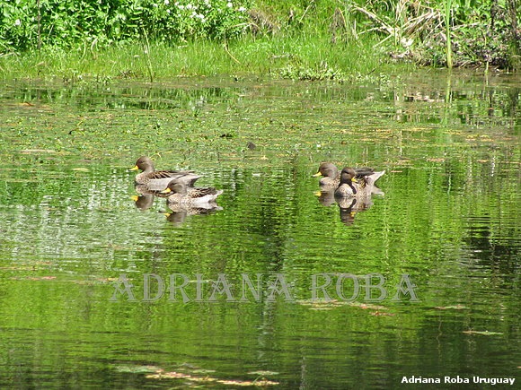 patos silvestres llegaron a casa