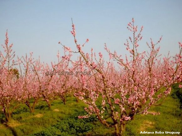 durazneros en flor