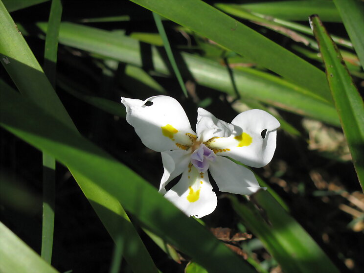 flor de lazo de amor.