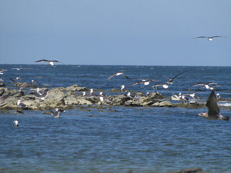 gaviotas de Maldonado