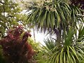 en la epoca que florecen las palmeras
