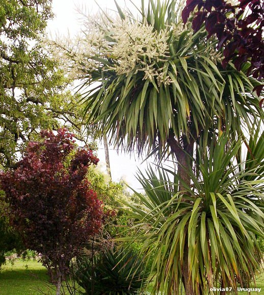 en la epoca que florecen las palmeras