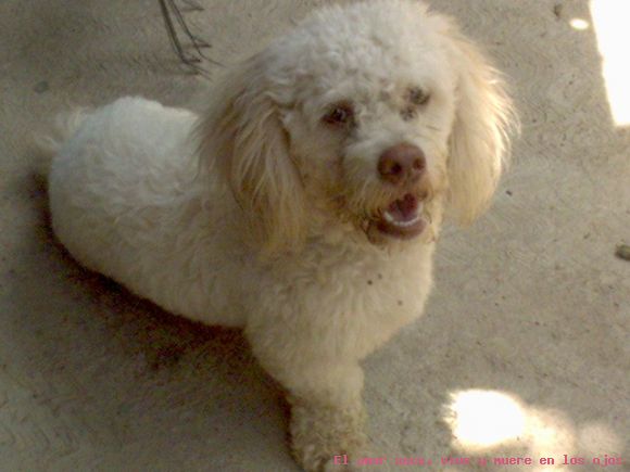 mi perro se llama briandon
