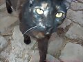 mi gata se llama shamusca
