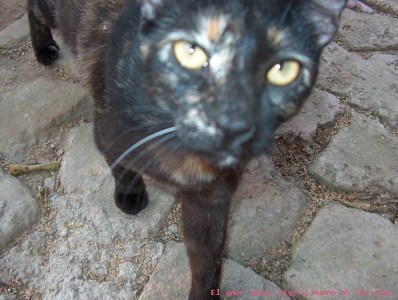 mi gata se llama shamusca