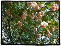 Sakuras